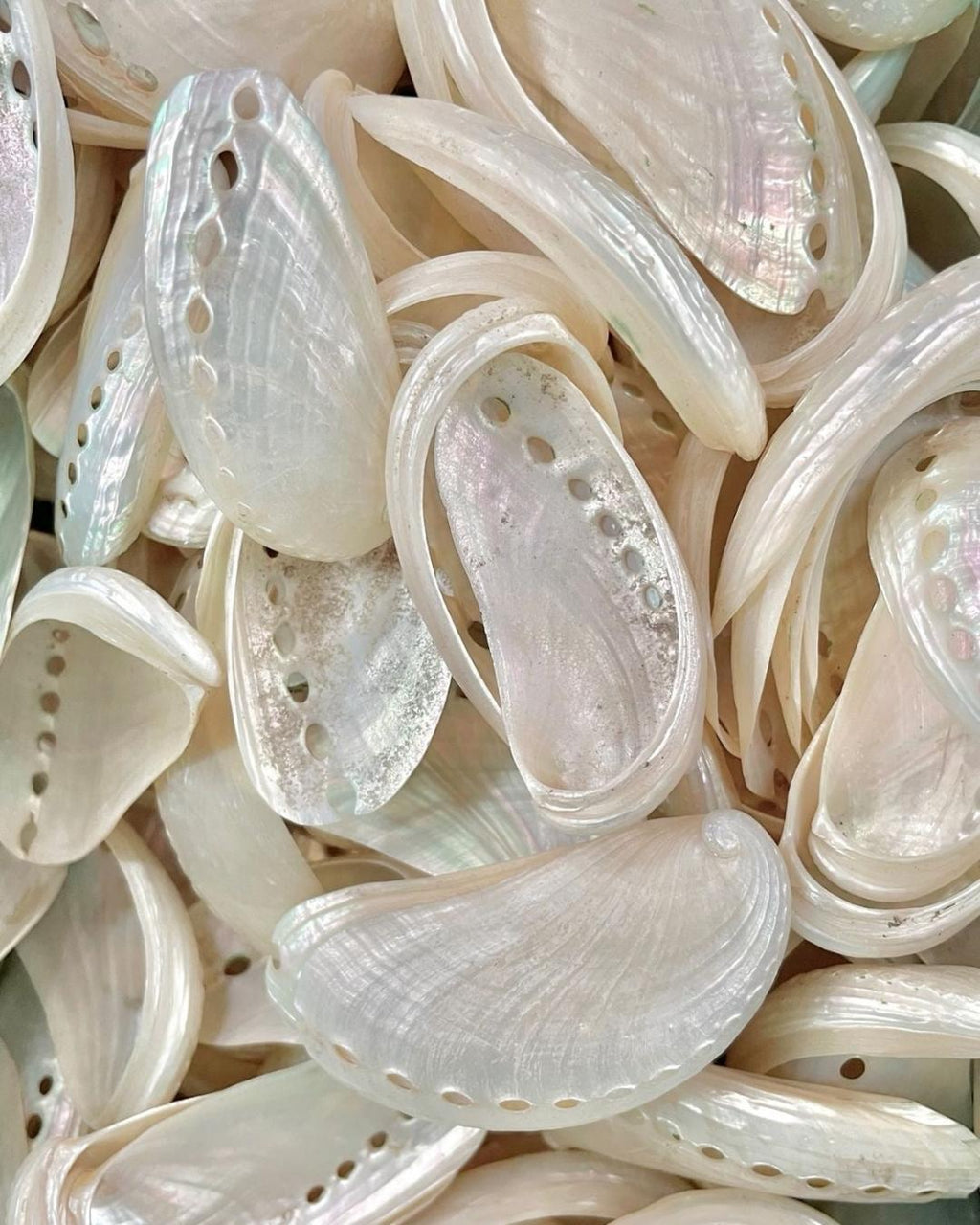 A close-up pile of natural abalone shell pieces with iridescent pearly white coloration and characteristic eyelets.